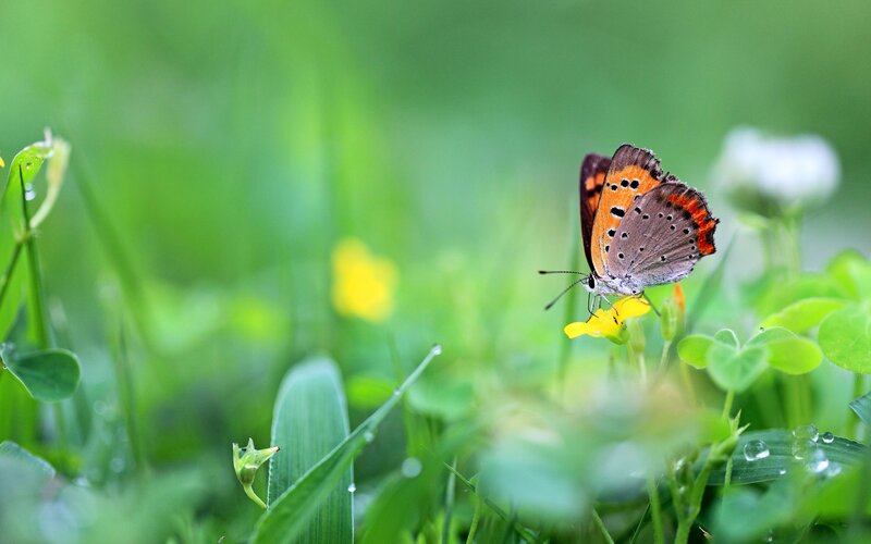 Orange Butterfly on Flower — Green, Serene, Morning, Photograph, Grass