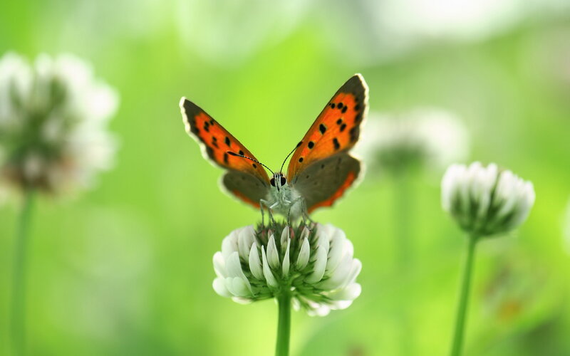 Orange Butterfly on Flower — Green, Serene, Spring