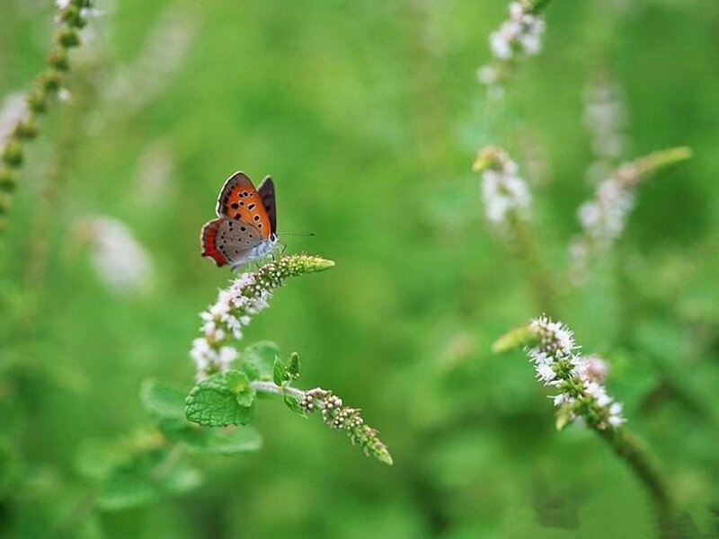 Orange Butterfly on Flower — Green, Serene, Summer
