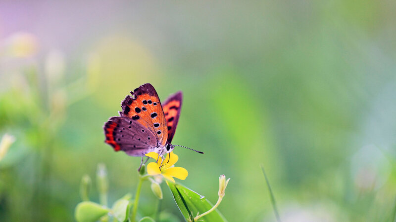 Orange Butterfly on Flower — Green, Serene