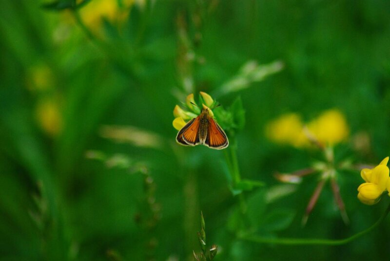 Orange Butterfly on Flower — Green