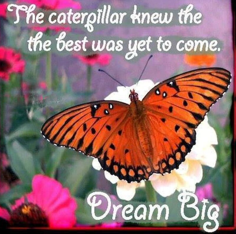 Orange Butterfly on Flower — Inspirational
