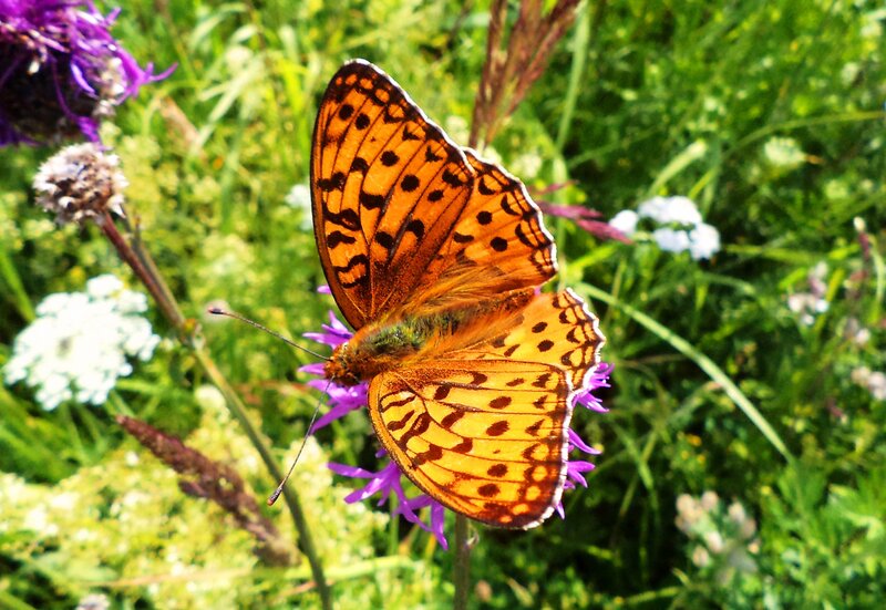Orange Butterfly on Flower — Natural, Afternoon, Photograph, Grass