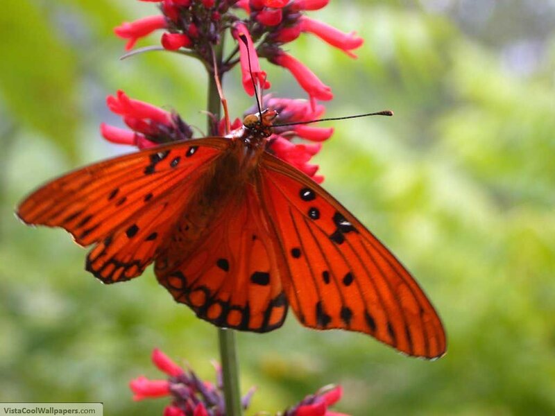 Orange Butterfly on Flower — Natural, Afternoon, Photograph, Greenery