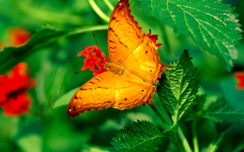Orange Butterfly on Flower — Natural, Afternoon, Photograph, Leaf, Greenery