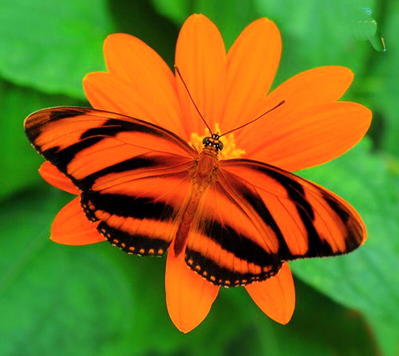 Orange Butterfly on Flower — Natural, Afternoon, Photograph