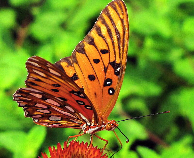 Orange Butterfly on Flower — Natural, Afternoon
