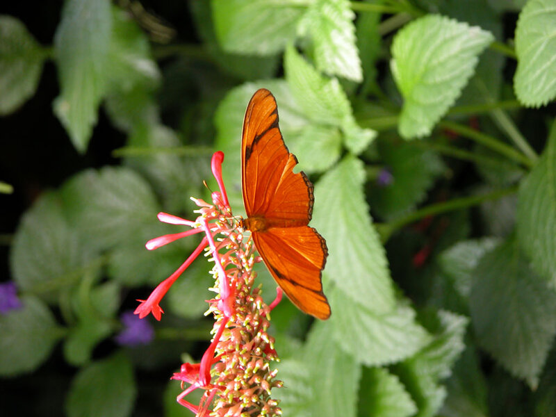 Orange Butterfly on Flower — Natural, Photograph