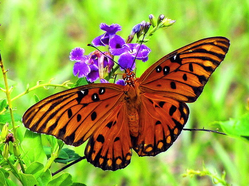 Orange Butterfly on Flower — Natural