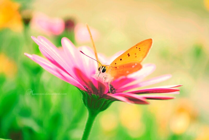 Orange Butterfly on Flower — Pink, Serene, Afternoon, Photograph