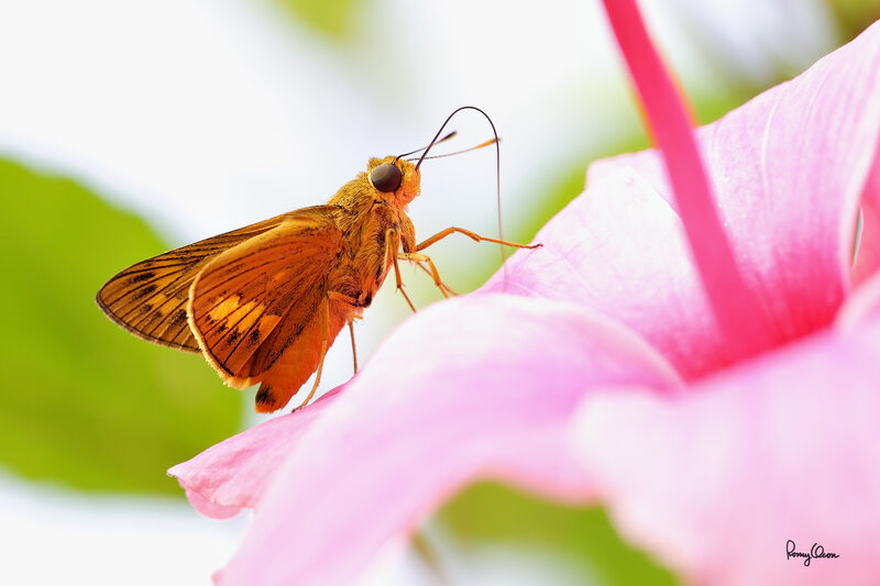 Orange Butterfly on Flower — Pink, Serene, Afternoon