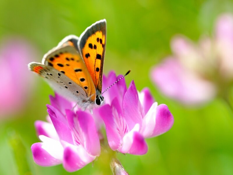 Orange Butterfly on Flower — Pink, Serene, Spring, Photograph