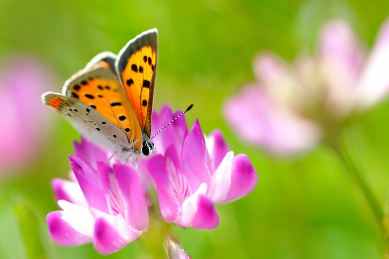 Orange Butterfly on Flower — Pink, Serene, Spring