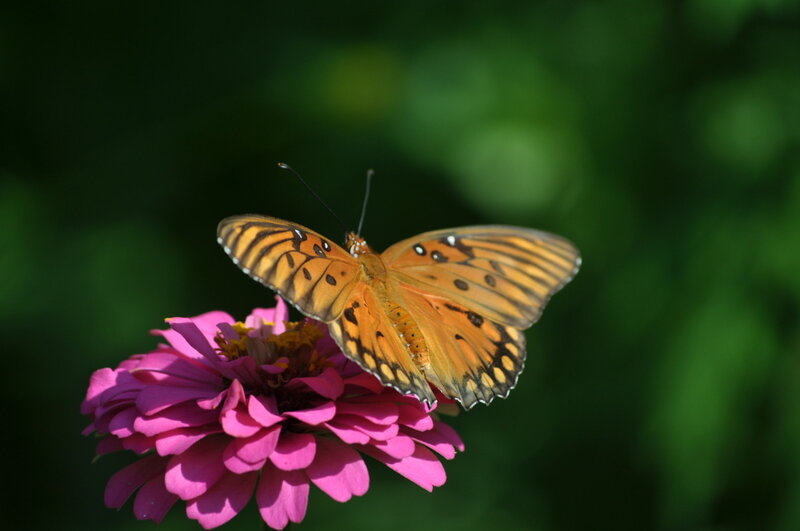 Orange Butterfly on Flower — Pink, Serene