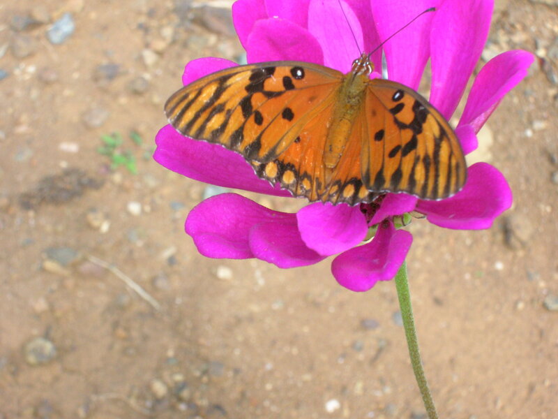 Orange Butterfly on Flower — Pink