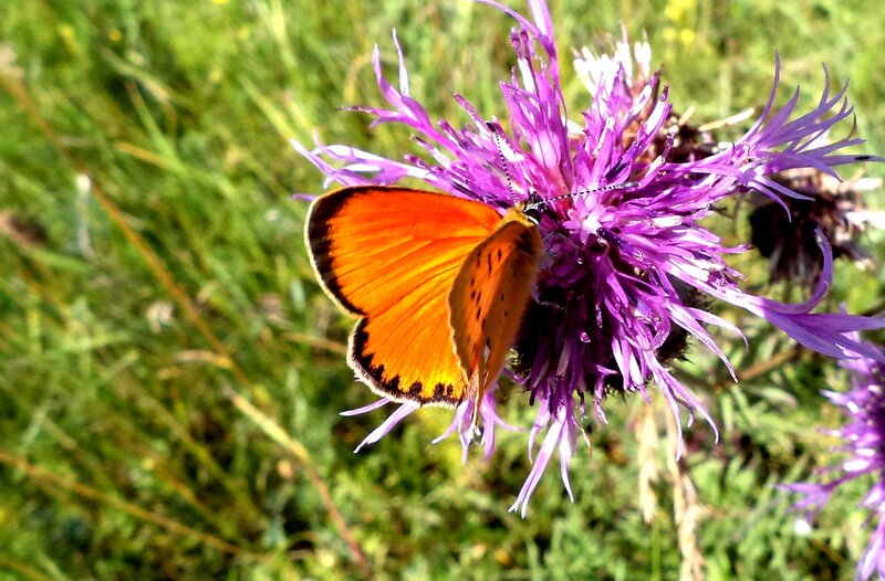 Orange Butterfly on Flower — Purple, Calm, Afternoon