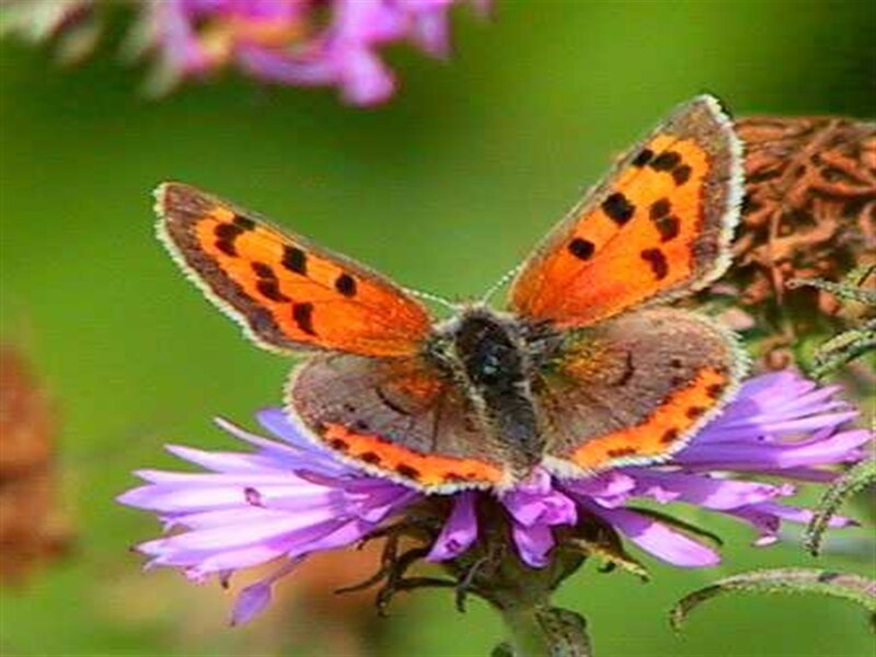 Orange Butterfly on Flower — Purple, Calm, Summer