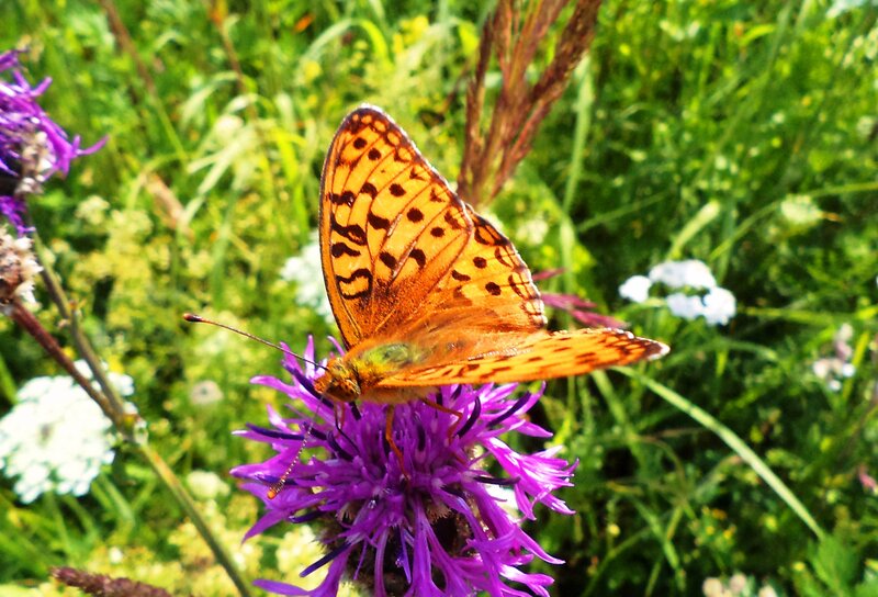 Orange Butterfly on Flower — Purple, Natural