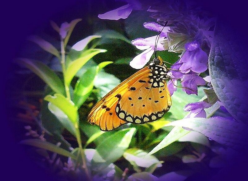 Orange Butterfly on Flower — Purple, Serene, Night