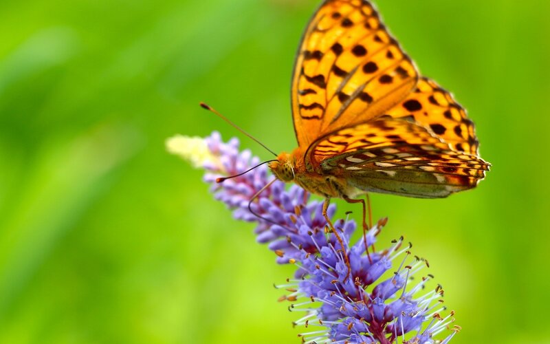 Orange Butterfly on Flower — Purple, Serene