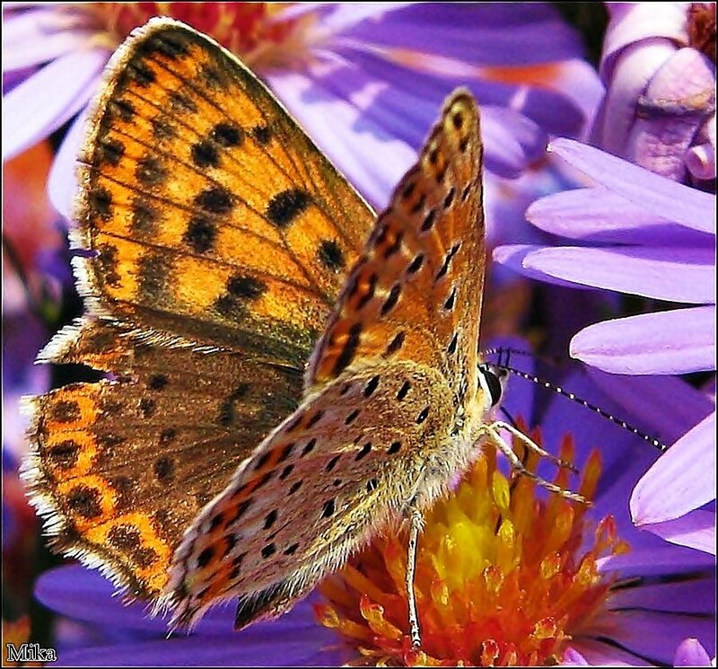 Orange Butterfly on Flower — Purple
