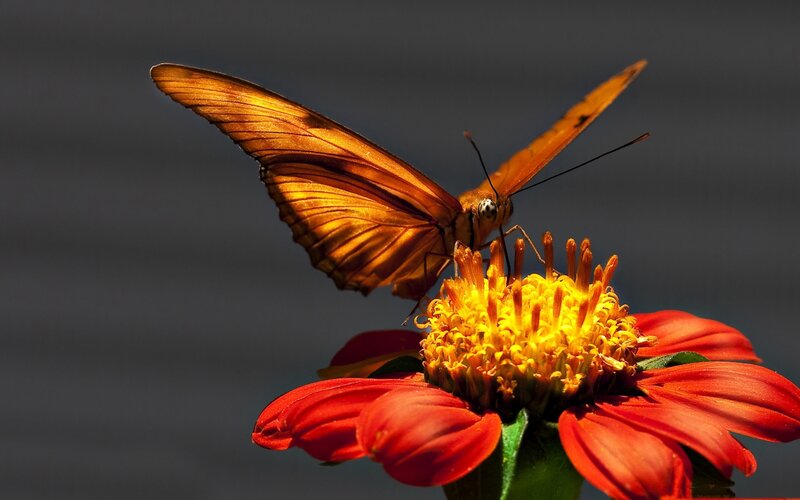 Orange Butterfly on Flower — Red, Dramatic, Photograph, Petals