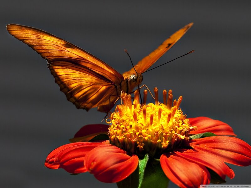 Orange Butterfly on Flower — Red, Dramatic, Photograph