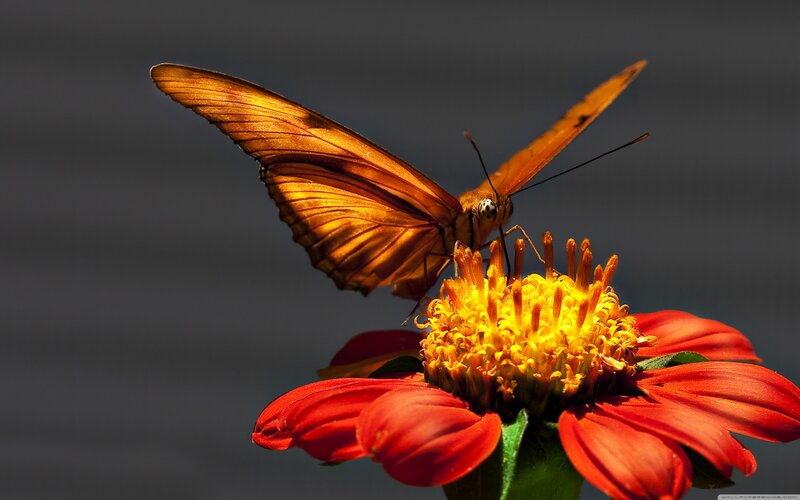 Orange Butterfly on Flower — Red, Dramatic