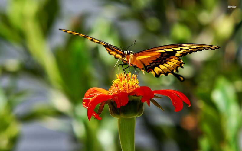 Orange Butterfly on Flower — Red, Serene
