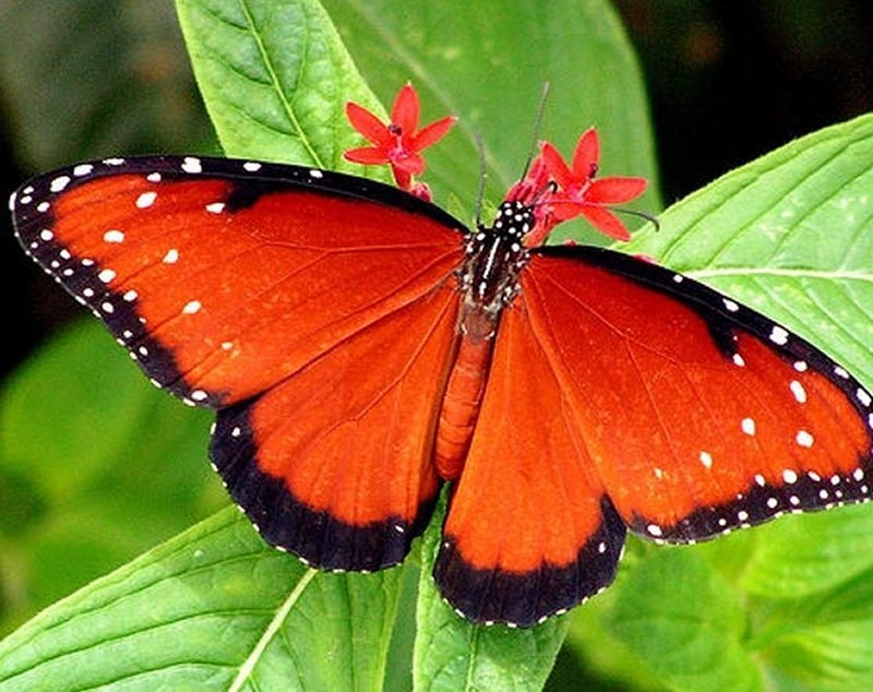 Orange Butterfly on Flower — Red