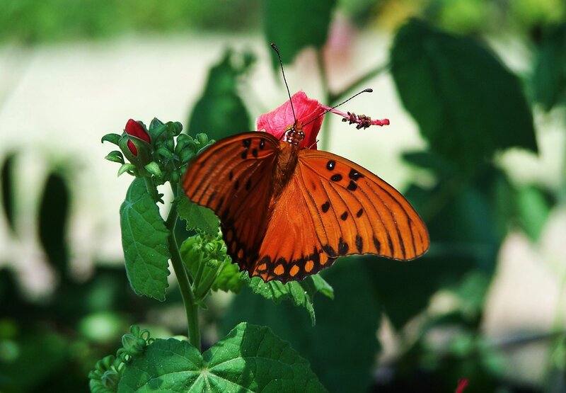Orange Butterfly on Flower — Serene, Afternoon, Photograph, Leaf, Bud