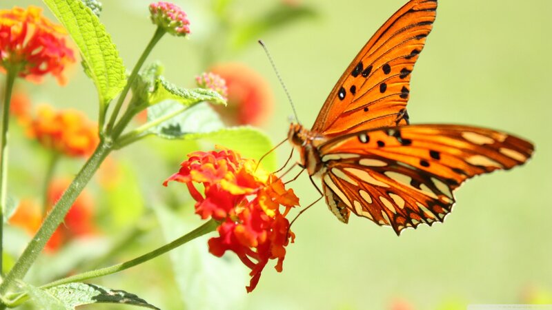 Orange Butterfly on Flower — Serene, Afternoon, Photograph, Leaf, Plant