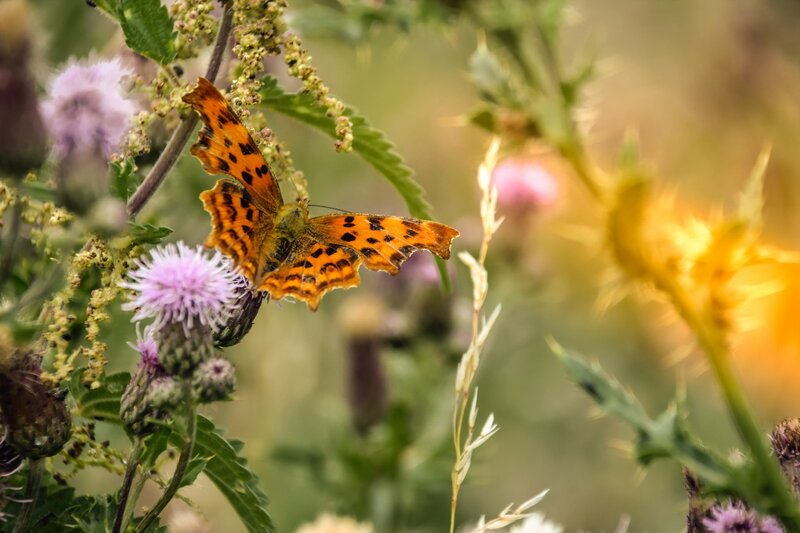 Orange Butterfly on Flower — Serene, Afternoon, Photograph, Plant, Grass