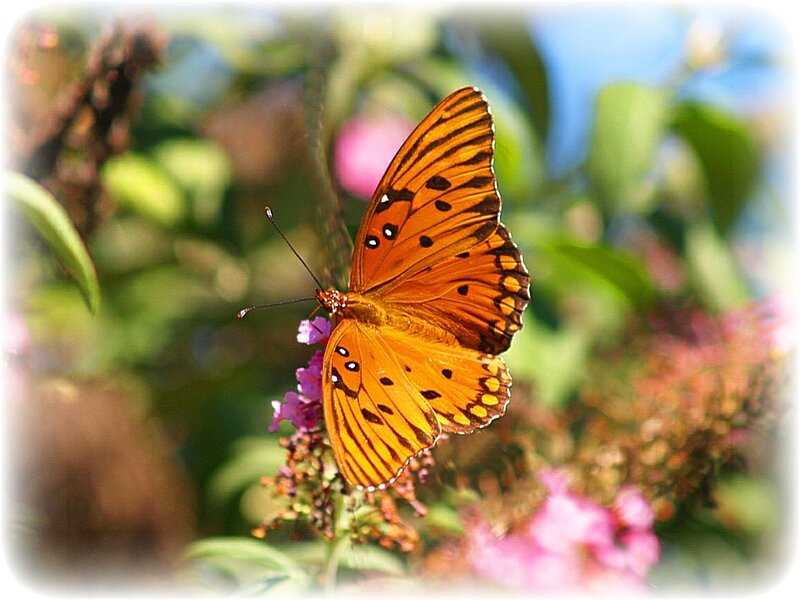 Orange Butterfly on Flower — Serene, Afternoon, Photograph, Plant, Green Leaves, Pink