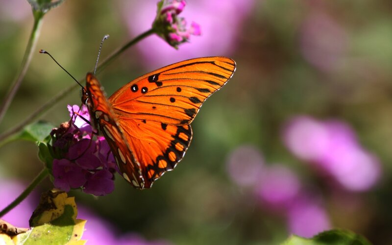Orange Butterfly on Flower — Serene, Afternoon, Photograph, Plant, Leaf
