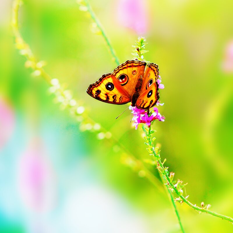 Orange Butterfly on Flower — Serene, Afternoon, Photograph, Plant Stem