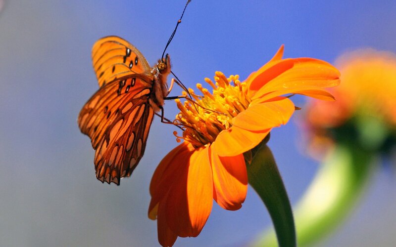 Orange Butterfly on Flower — Serene, Afternoon, Photograph, Sky
