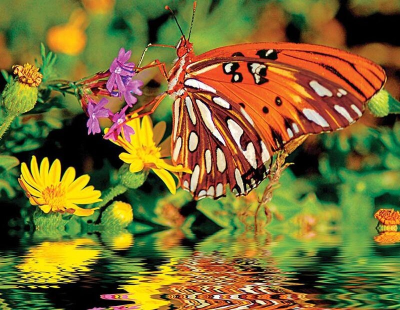 Orange Butterfly on Flower — Serene, Afternoon, Photograph, Water
