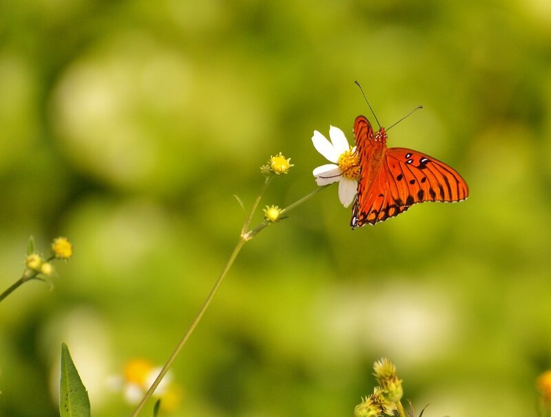 Orange Butterfly on Flower — Serene, Afternoon