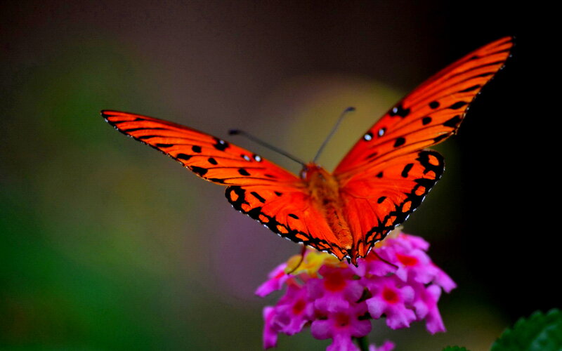 Orange Butterfly on Flower — Serene, Photograph, Greenery
