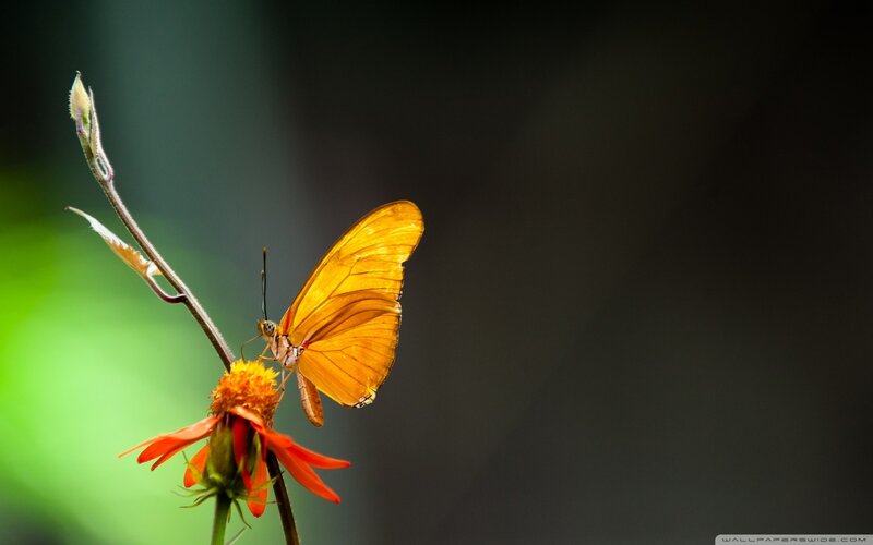 Orange Butterfly on Flower — Serene, Photograph, Stem, Bud, Green
