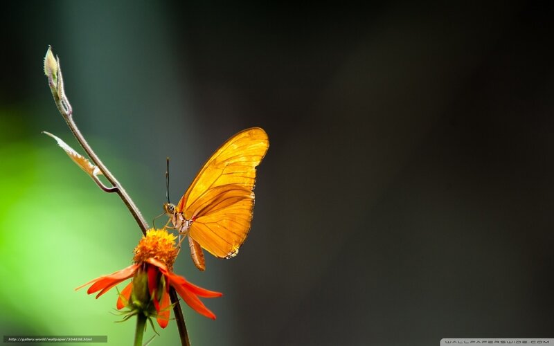 Orange Butterfly on Flower — Serene, Photograph, Stem, Bud