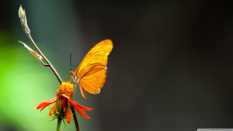 Orange Butterfly on Flower — Serene, Photograph, Stem, Leaf