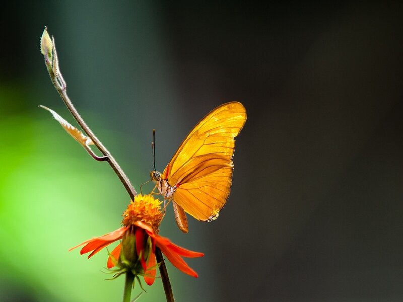 Orange Butterfly on Flower — Serene, Photograph, Stem