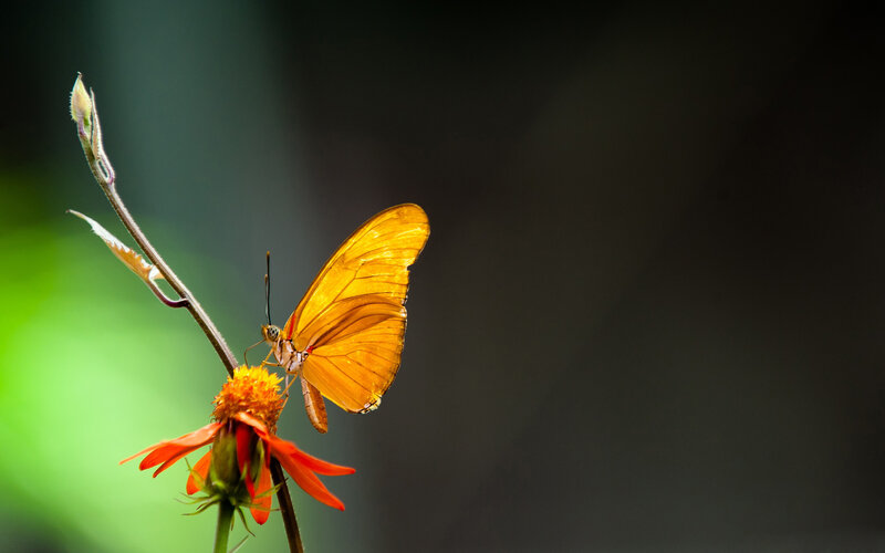 Orange Butterfly on Flower — Serene, Photograph