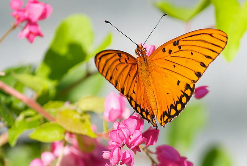Orange Butterfly on Flower — Serene, Spring