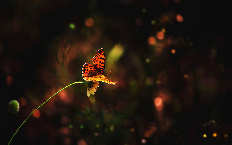 Orange Butterfly on Flower — Serene, Sunset