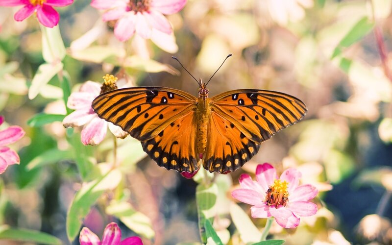 Orange Butterfly on Flower — Serene