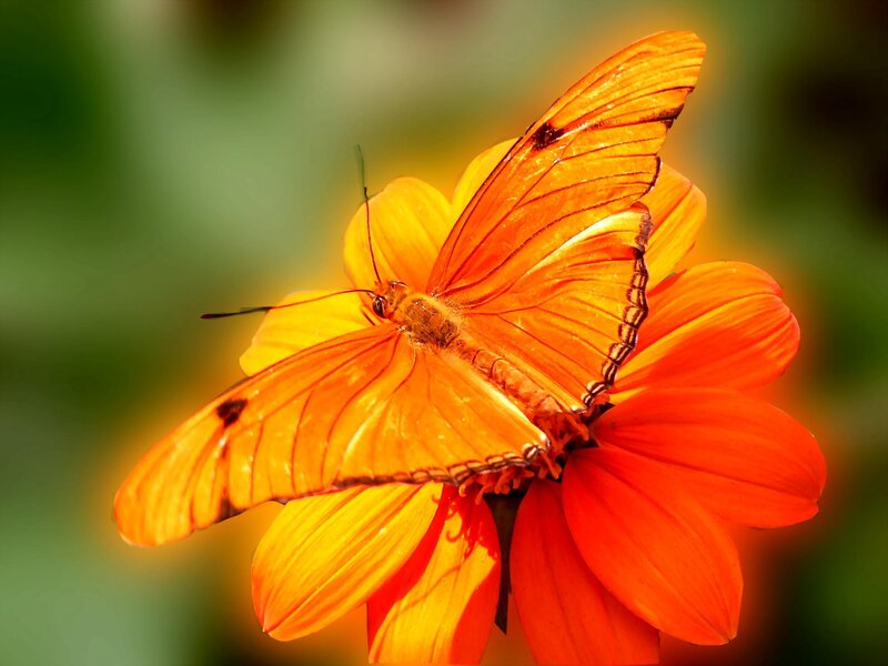 Orange Butterfly on Flower — Vibrant