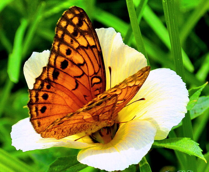 Orange Butterfly on Flower — White, Natural